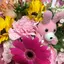 ポポロのプロフィール画像