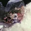 shioriのプロフィール画像