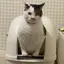 のえたんのプロフィール画像
