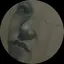 わたのプロフィール画像