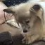はぎのプロフィール画像