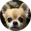 きゃおりーのプロフィール画像