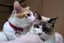 ねこ100%のプロフィール画像