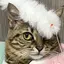 ACEのプロフィール画像