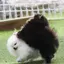 らてのプロフィール画像