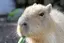 Kakiのプロフィール画像