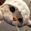 ななのプロフィール画像