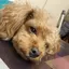 かなのプロフィール画像