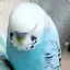 きょものプロフィール画像