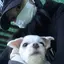 ヒナのプロフィール画像