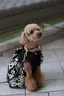 ちーこのプロフィール画像