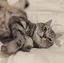 taのプロフィール画像