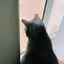 ねこむらのプロフィール画像