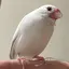 愛のプロフィール画像