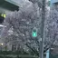 銀河のプロフィール画像