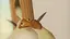 ぼんちゃんのプロフィール画像