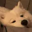 narucoのプロフィール画像