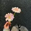 cocoのプロフィール画像