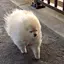 さくらのプロフィール画像