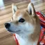 にしのプロフィール画像