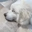 あつこのプロフィール画像