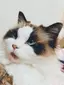 しのぶのプロフィール画像