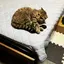 カシスのプロフィール画像