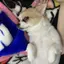 ぴこのプロフィール画像
