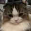 おもちのプロフィール画像