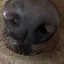 犬のはなのプロフィール画像