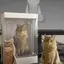 nyanのプロフィール画像