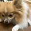 ゆうかのプロフィール画像