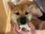 カツオのプロフィール画像