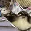 melancholyのプロフィール画像