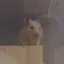 kohのプロフィール画像