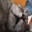 にゃんのプロフィール画像