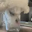 マのプロフィール画像