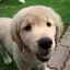 しゅうのプロフィール画像
