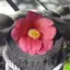 まゆのプロフィール画像