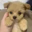 あおのプロフィール画像