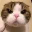 gyuのプロフィール画像
