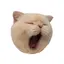 pa6naのプロフィール画像