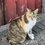 ammoのプロフィール画像