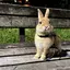 のんのプロフィール画像