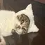 礼のプロフィール画像