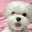 Rのプロフィール画像
