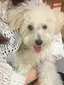 こここのプロフィール画像