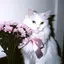 はるかのプロフィール画像