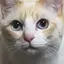 ふのプロフィール画像