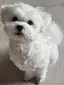うさぎのプロフィール画像